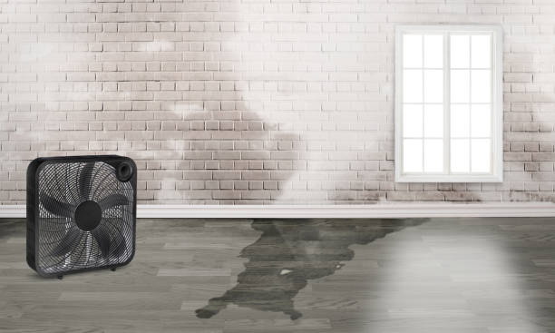 Best Ceiling water damage repair  in North Salt Lake, UT
